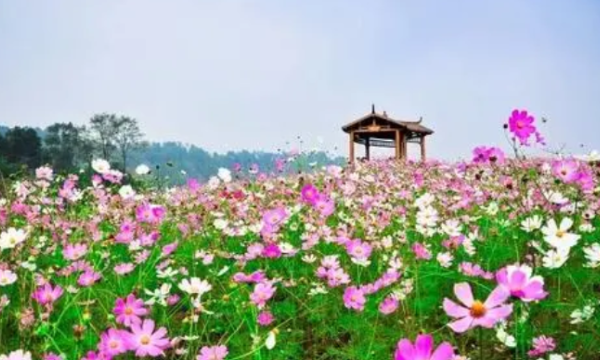 长寿郁金香花海在哪里,渭南周边看花好去处自驾游图12