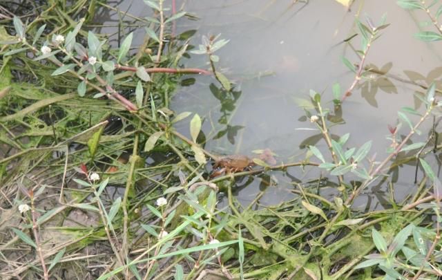 龙虾吃什么植物性的食物