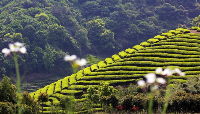 茶陵和醴陵哪个好(醴陵和茶陵哪个发展的好)