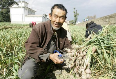 ​大蒜什么时候挖最合适(大蒜什么时候可以收获)