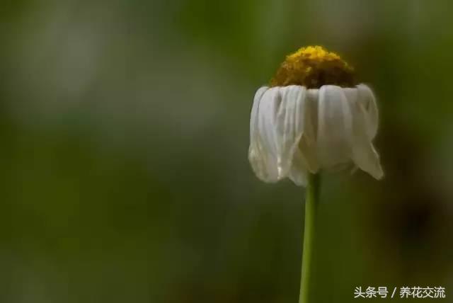 盆栽植物的作用(盆栽植物的养殖方法和注意事项)