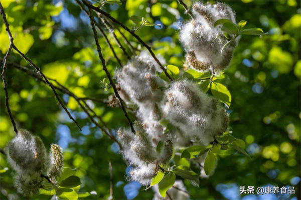 杨絮柳絮几月份开始几月份结束(什么季节飘杨絮柳絮)