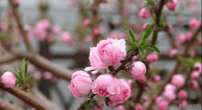 ​桃花其他特点是什么(桃花有哪些特点)