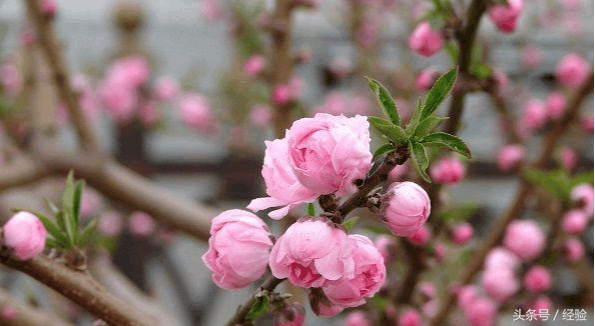 桃花其他特点是什么(桃花有哪些特点)