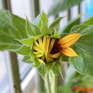 ​花骨朵是什么意思？花骨朵图片