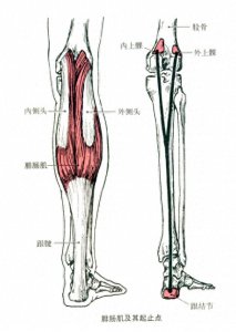 ​常见人体肌肉知识点