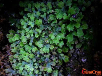 ​蛇苔是什么植物？蛇苔藓图片