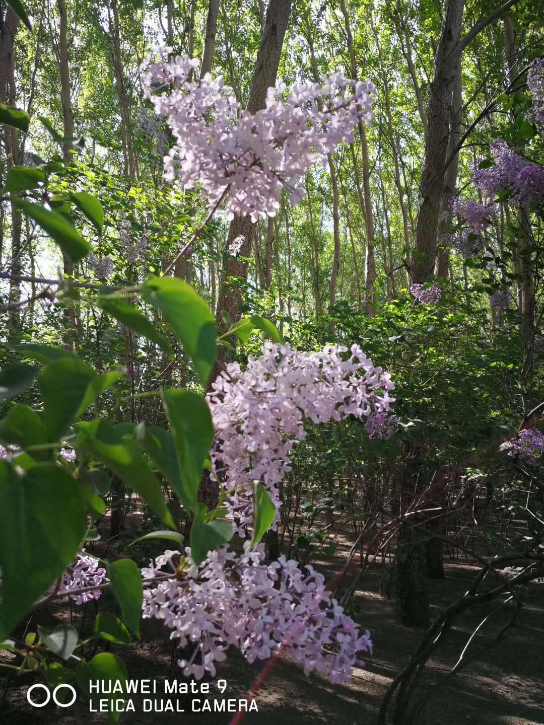 丁香花为什么是哈尔滨市的市花，这些知识你知道吗？