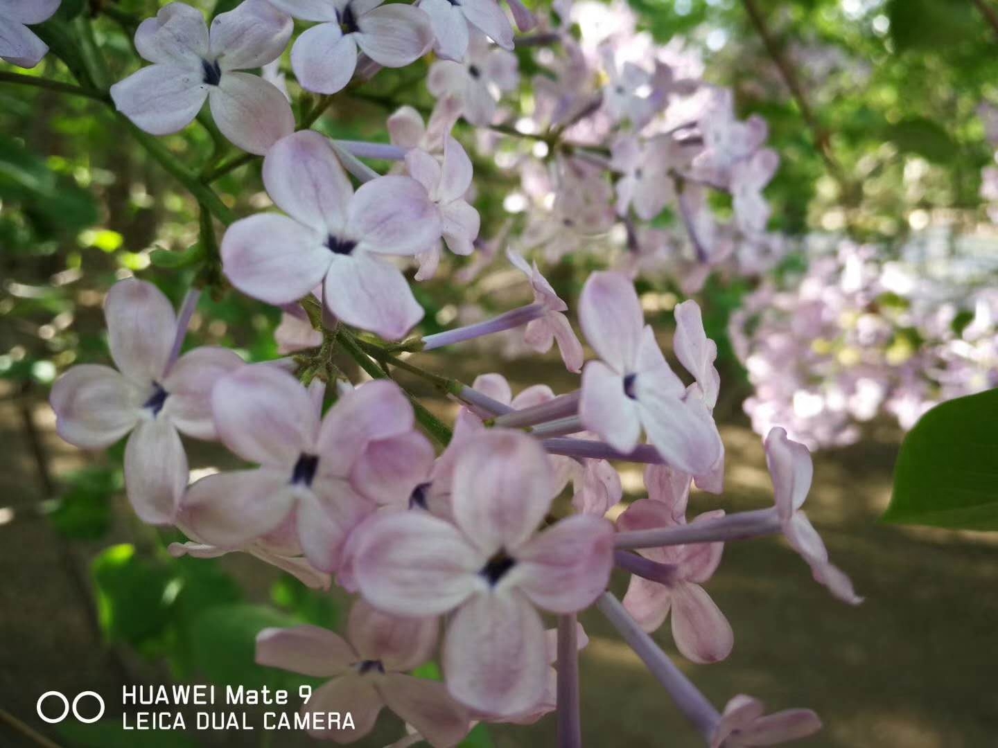 丁香花为什么是哈尔滨市的市花，这些知识你知道吗？