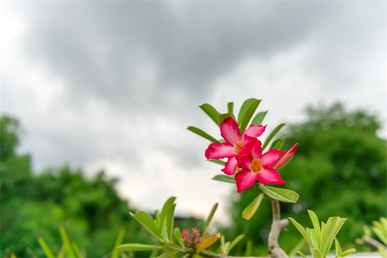 0种代表夏天的花，我觉得是这些，你认为呢？"