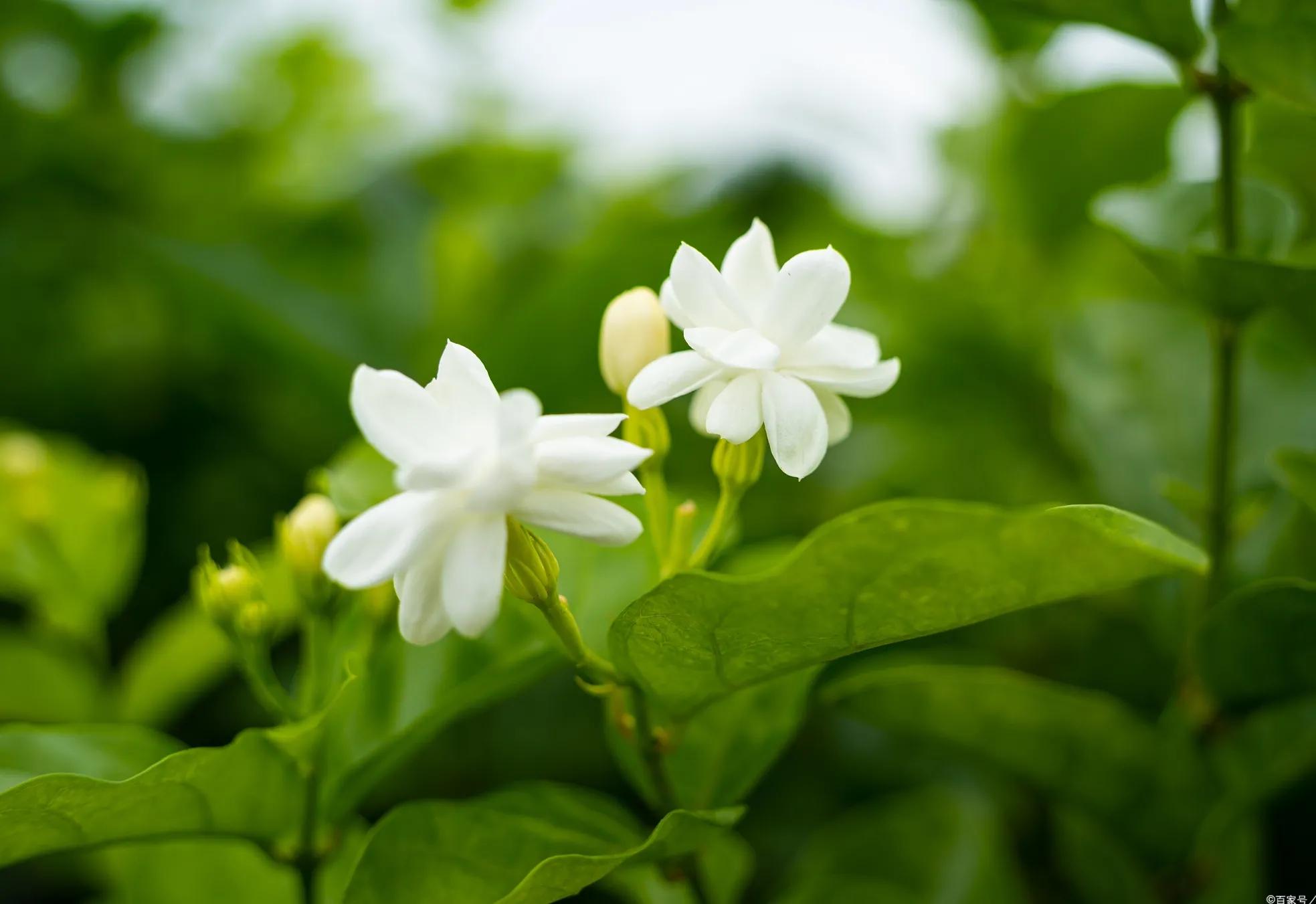 0种代表夏天的花，我觉得是这些，你认为呢？"