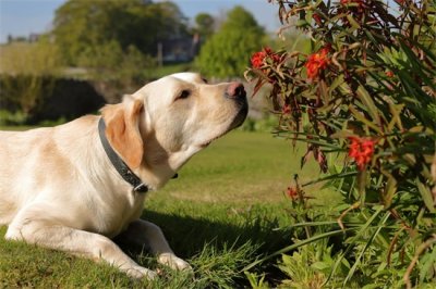 ​导盲犬是什么狗种（导盲犬一般是什么品种的狗狗？）