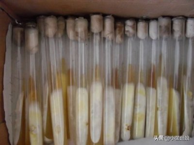 ​菌种保存用什么方法（简单实用~教你冰箱保藏菌种方法）