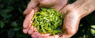 ​六大茶类的代表茶有哪些品牌 六大茶类的代表茶有哪些种类