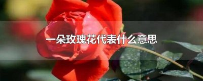 ​玫瑰2朵代表什么意思 2朵玫瑰啥意思