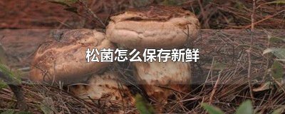 ​松菌怎么保存新鲜又好吃 新鲜松茸怎么保存