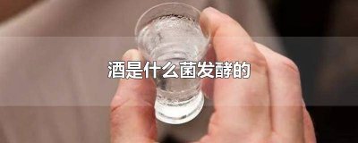 ​酒是用什么菌酿成的 酒是什么菌发酵而成的