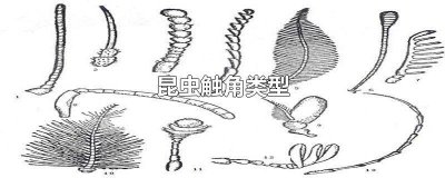 ​昆虫触角类型 昆虫触角类型图