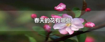 ​春天有什么花的名字 春天的花的种类和名字