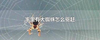 ​家里有大蜘蛛怎么驱赶最有效 家里有特别大的蜘蛛怎么驱赶