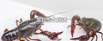 ​龙虾如何挑选 龙虾怎么选好的