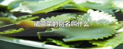 ​裙带菜又称 裙带菜指的是什么菜