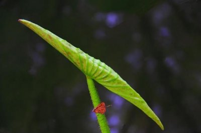 ​小荷才露尖尖角是哪首诗?(含意思)