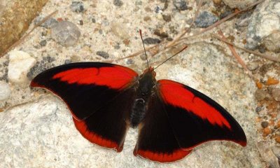 ​地球灭绝过几次（地球前五次生物大灭绝带来了哪些影响）