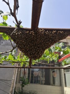 ​家里来蜜蜂是什么预兆（家里面来了一窝蜜蜂的民间说法）