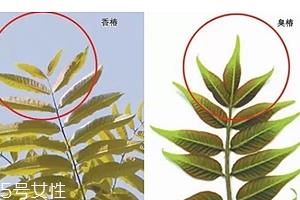 香椿和臭椿有什么区别？臭椿有毒不能吃