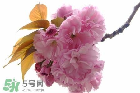 3月份有樱花吗？三月份樱花都开了吗？