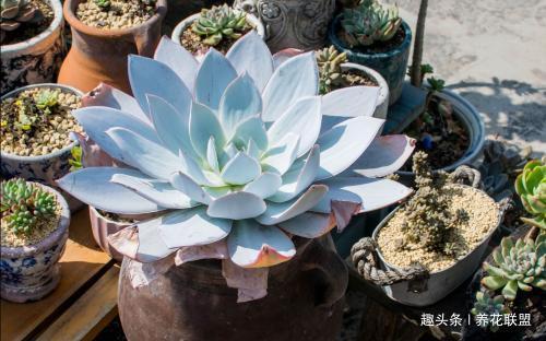 多肉植物界的“仙女”广寒宫，堪比嫦娥，仙范十足