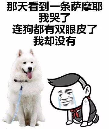 表情包：我哭了，你呢？