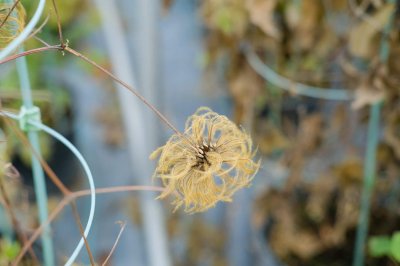 ​铁线莲种植与养护