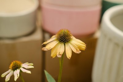 ​松果菊种子怎么种