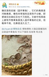 ​不要在作死的边缘疯狂试探蓝环章鱼！