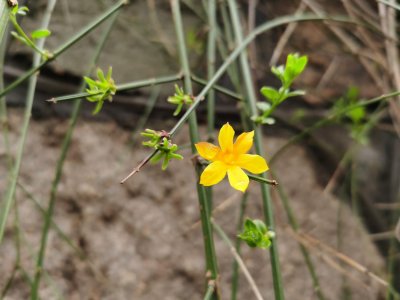 ​本溪适合养什么花，市花和市树是什么