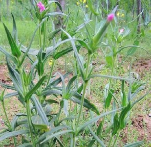 ​此草俗称“麦瓶草”，营养高口感好，价值很珍贵，别当害草拔