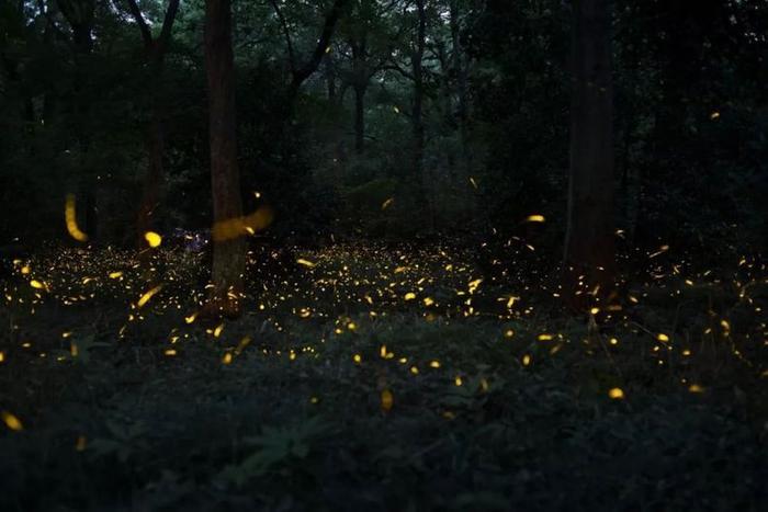 灵谷寺萤火虫, 南京仲夏夜的颜值巅峰