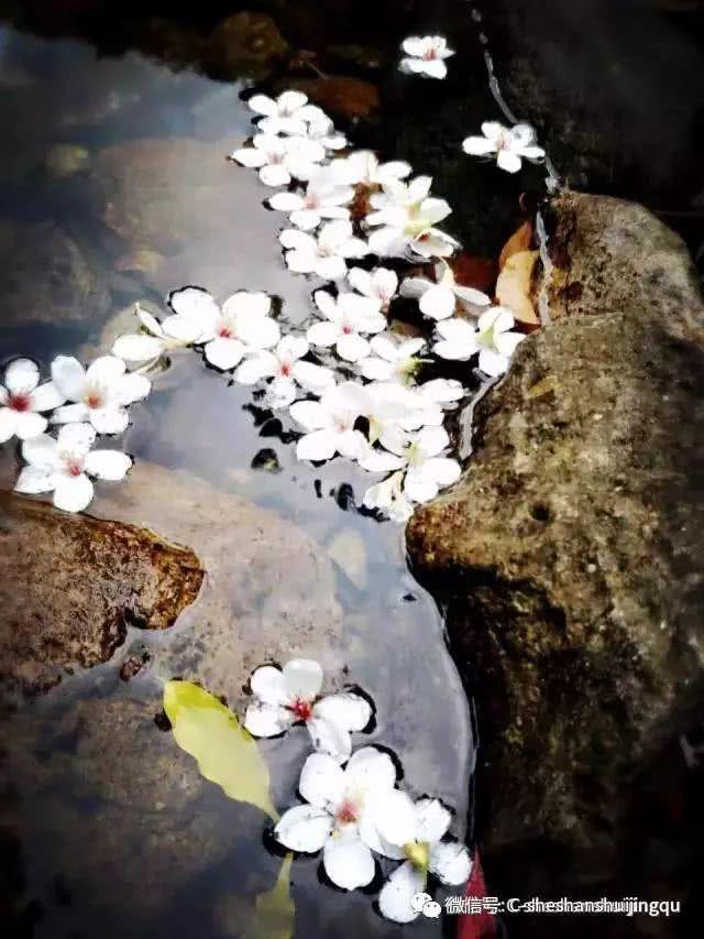 畲族的传统年节知多少？带你了解畲族年节习俗