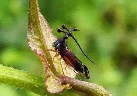 7种仿佛来自外星的生物:乍一看不该出现在地球,但它们却真实存在!