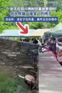 ​向“福宝”扔椅子？熊猫基地：终身禁入！