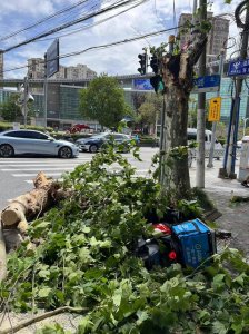 ​上海一行道树被吹断，“闪送”小哥被砸身亡