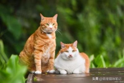 ​不做油腻小猫咪，这份去油指南请收好