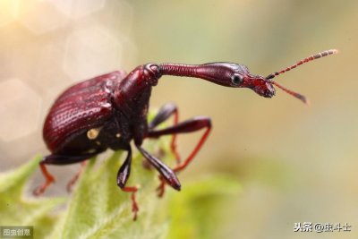 ​本期怪哉虫趣：「长颈象鼻虫」＂挖掘机＂虫