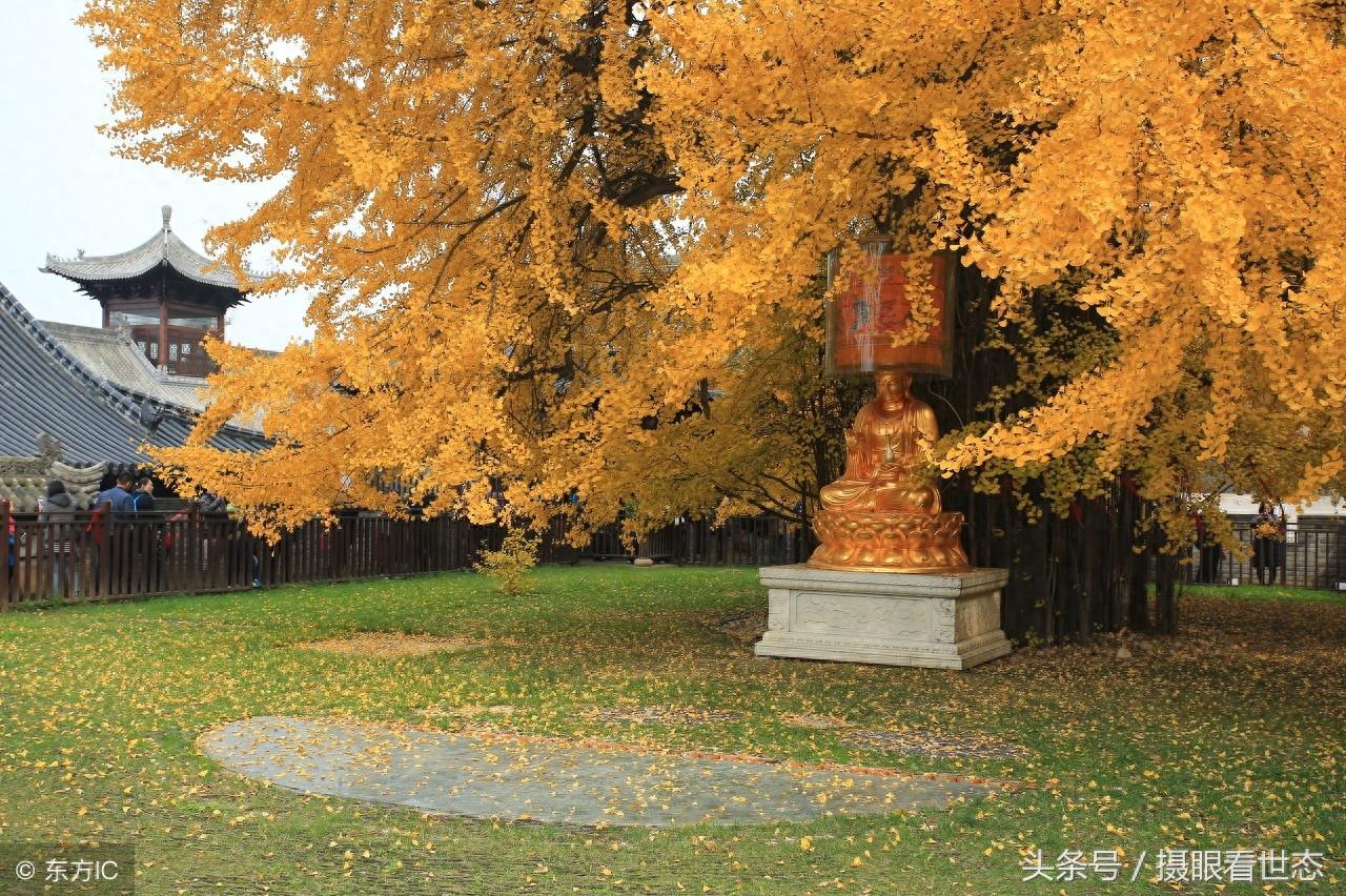 相传这棵银杏树是唐太宗李世民亲手栽种距今1400年，现正值观赏期