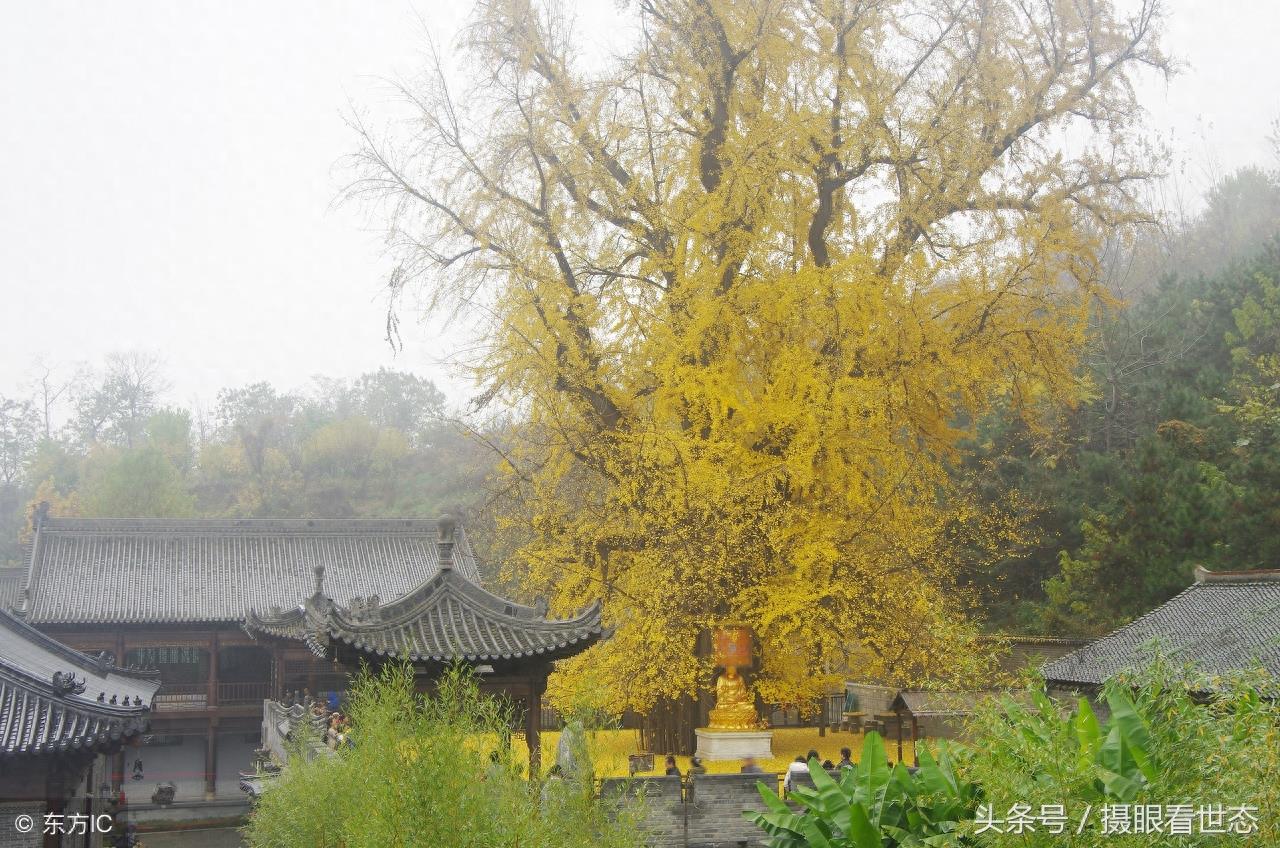 相传这棵银杏树是唐太宗李世民亲手栽种距今1400年，现正值观赏期