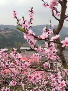 ​龙泉驿桃花沟看桃花走桃花运