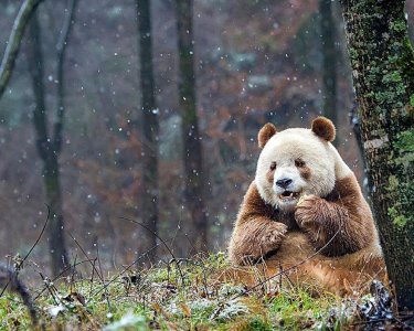 ​世界上唯一一只棕色大熊猫在被遗弃后才找到幸福